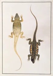 Reptiles, from Drawings of Animals, Insects and Reptiles from Malacca